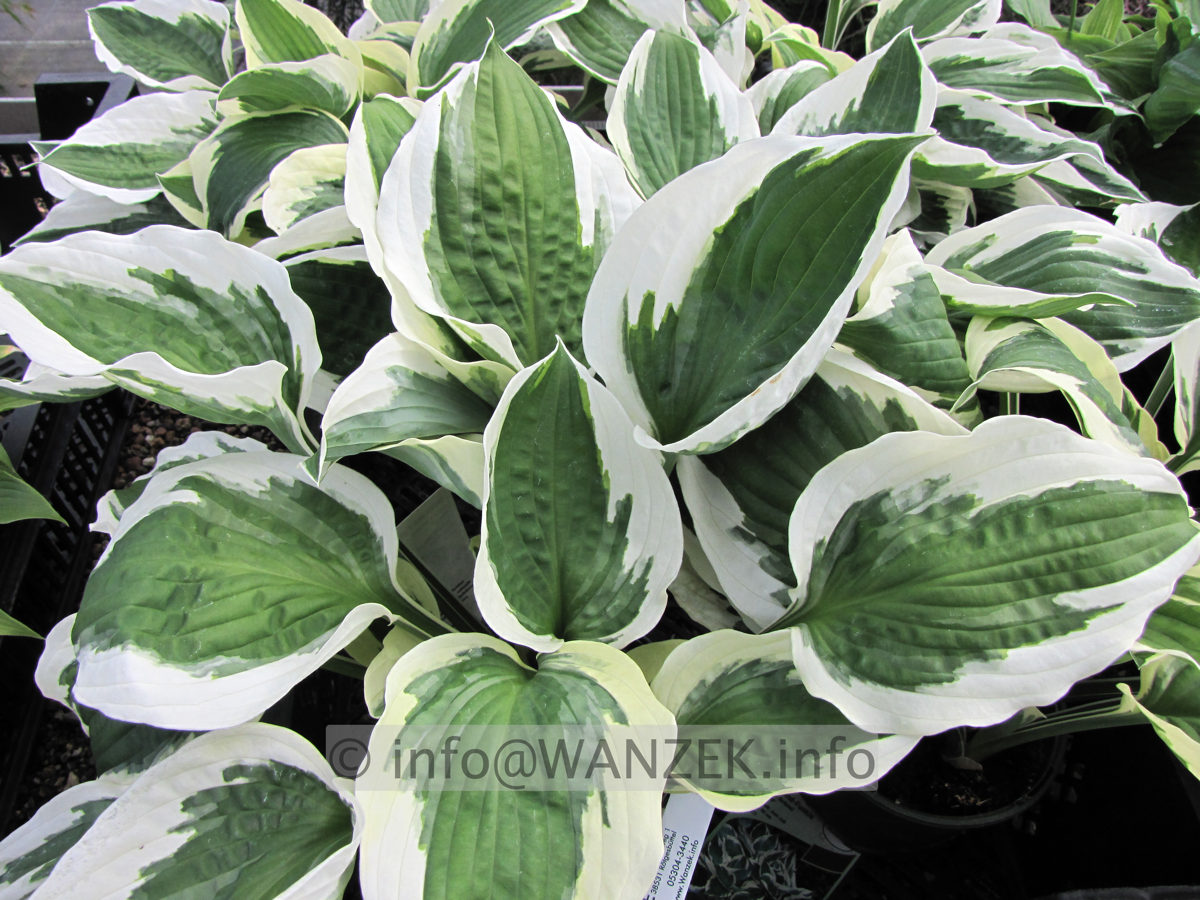 Hosta fortunei Patriot 01.JPG